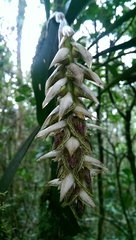 Bulbophyllum occlusum image