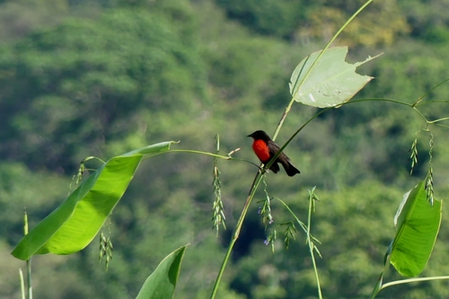 Red-breasted Meadowlark (Leistes militaris), photo 7