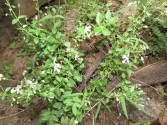 Trichostema arizonicum