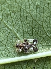 Corythucha associata