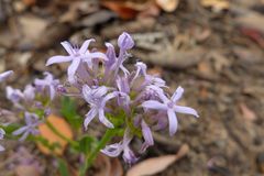 Pentas