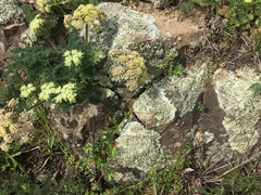 Lomatium dasycarpum