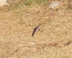 Delichon urbicum