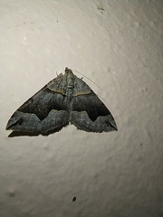 Scotopteryx moeniata