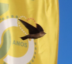 Ptyonoprogne rupestris