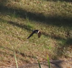 Delichon urbicum