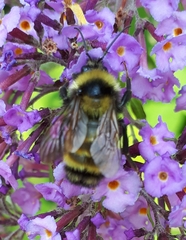Bombus borealis