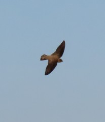 Ptyonoprogne rupestris