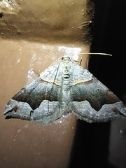 Scotopteryx moeniata