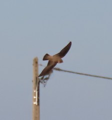 Ptyonoprogne rupestris