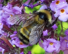 Bombus borealis