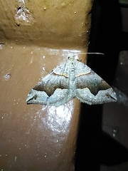 Scotopteryx moeniata