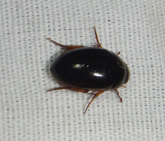 Tropisternus collaris viridis