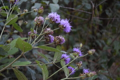 Vernonia alamanii