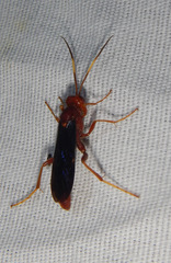 Trogomorpha trogiformis