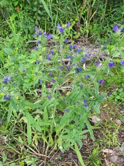 Echium vulgare