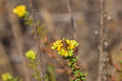 Crossidius testaceus