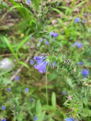 Echium vulgare