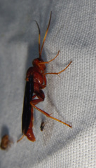Trogomorpha trogiformis