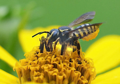 Paranthidium jugatorium