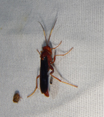 Trogomorpha trogiformis