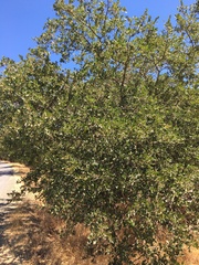 Quercus × eplingii