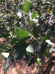 Quercus × eplingii