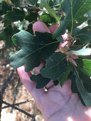 Quercus × eplingii