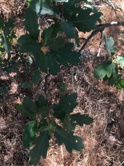 Quercus × eplingii