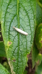 Agriphila straminella