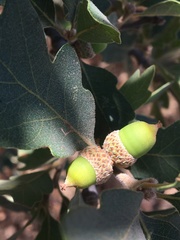 Quercus × eplingii