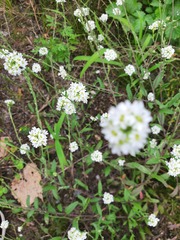 Berteroa incana