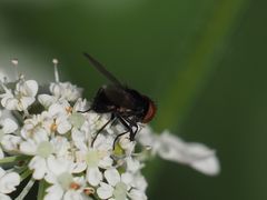 Phasia barbifrons