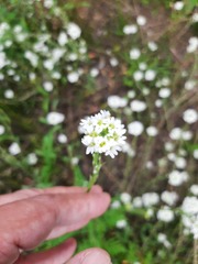 Berteroa incana