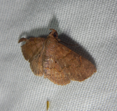 Antiblemma perva
