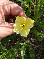 Oenothera triloba