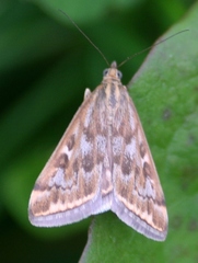 Loxostege munroealis