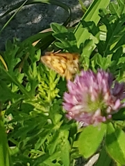 Polites peckius