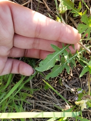 Oenothera triloba