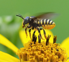 Paranthidium jugatorium