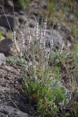 Eriogonum racemosum