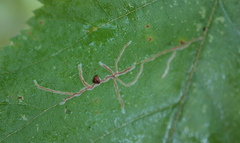 Caloptilia ostryaeella