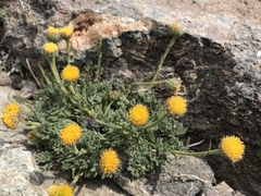 Erigeron aphanactis