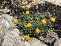 Erigeron aphanactis