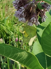 Colias