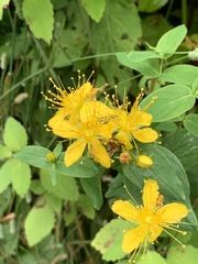 Hypericum graveolens