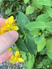 Hypericum graveolens