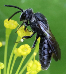 Sphecodes heraclei