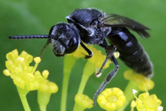 Sphecodes heraclei