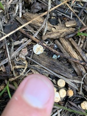 Crucibulum cyathiforme